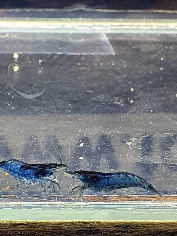 CARIDINA-HETEROPODA-BLU-ELECTRIC-sm CARIDINA-HETEROPODA-BLU-ELECTRIC-sm
