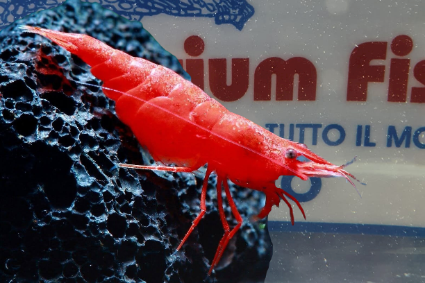 CARIDINA-HETEROPODA-SAKURA-RED-m