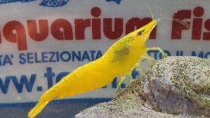 CARIDINA-LANCEOLATA-ORANGE-SUNKIST