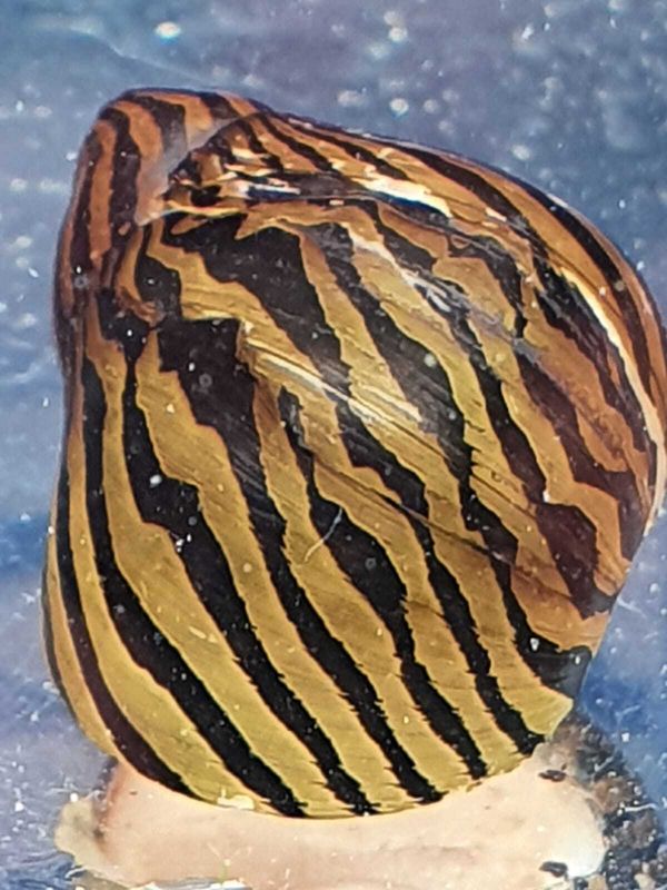 NERITINA-TURRITA