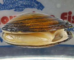 PILSBRYOCONCHA-BIVALVE-ACQUA-DOLCE