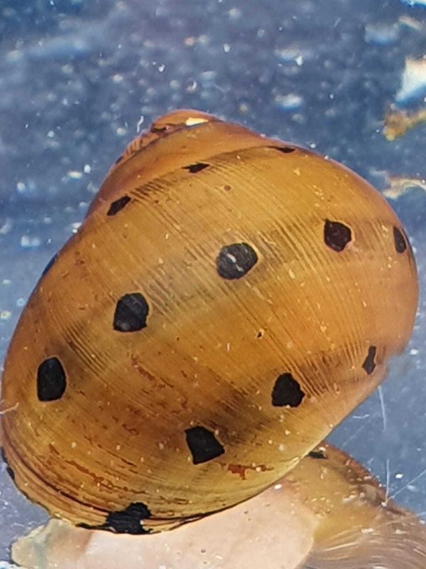 NERITINA SEMICONICA