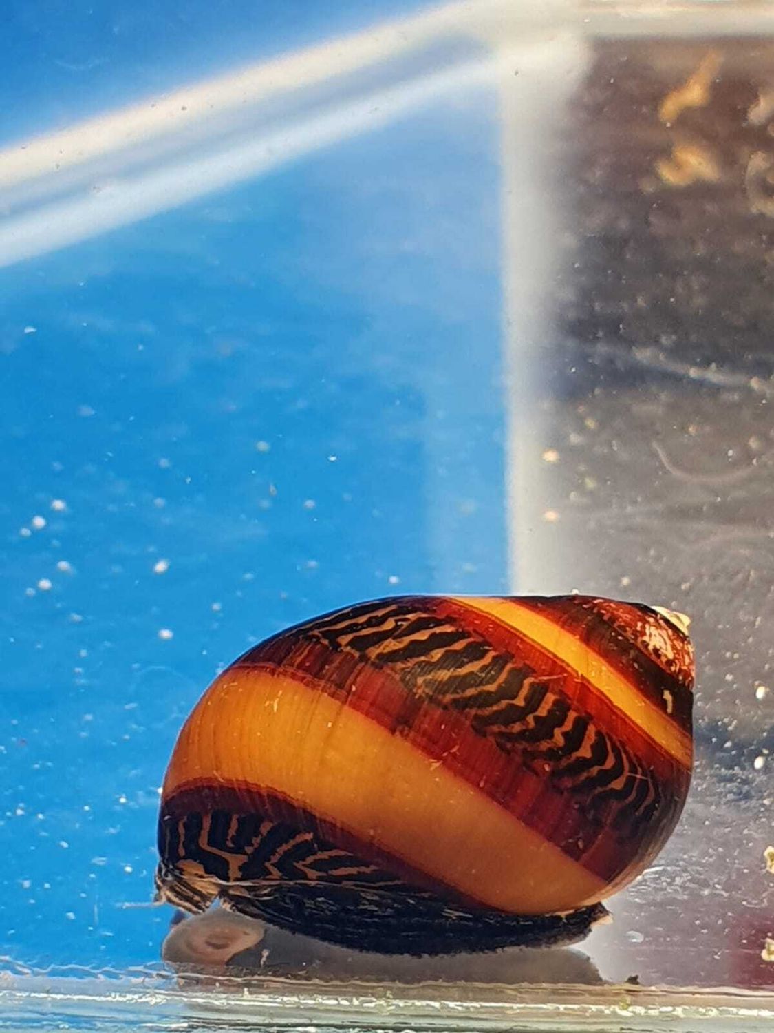 VITTINA-WAIGIENSIS