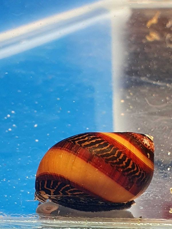 VITTINA-WAIGIENSIS
