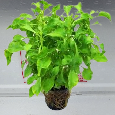 Alternanthera bettzickiana green