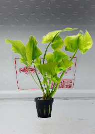 Nuphar Japonica