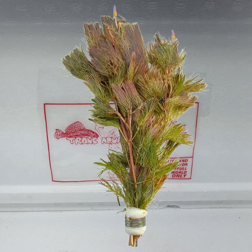 Cabomba Furcata red