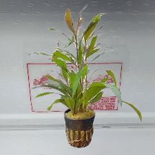 Hygrophila angustifolia rubra