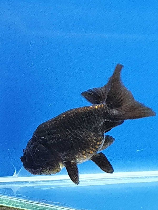 BLACK-THAI-RANCHU-4CM BLACK-THAI-RANCHU-4CM