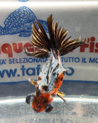 BUTTERFLY CALICO 8/10CM