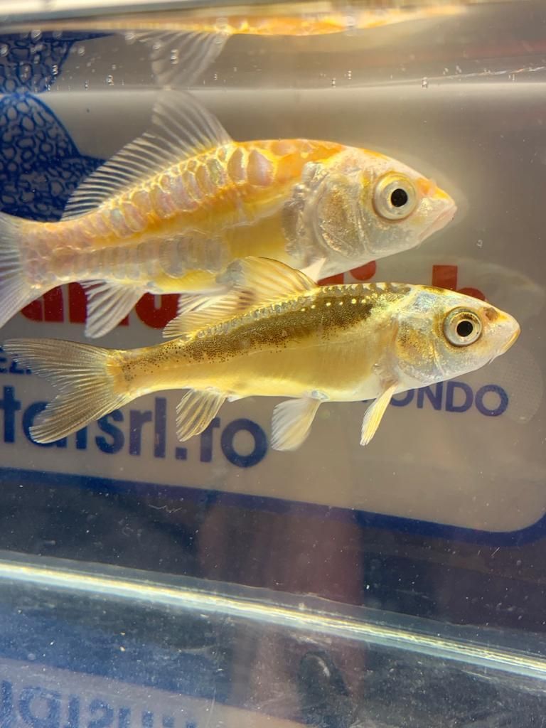CARPA-KOI-GHOST-8-10-CM-MIX
