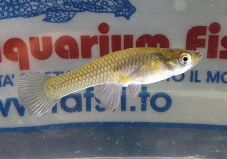 GAMBUSIA
