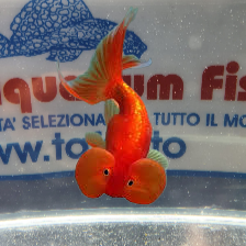 OCCHI A BOLLA COLORI ASSORTITI 6/7 CM