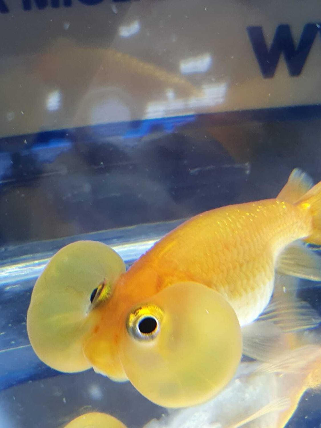 RED-BUBBLE-EYE-6cm