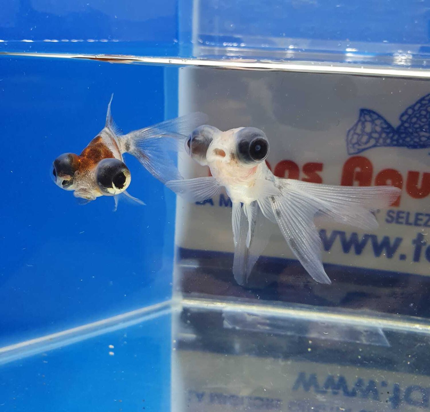 TELESCOPICI-MIX-6cm