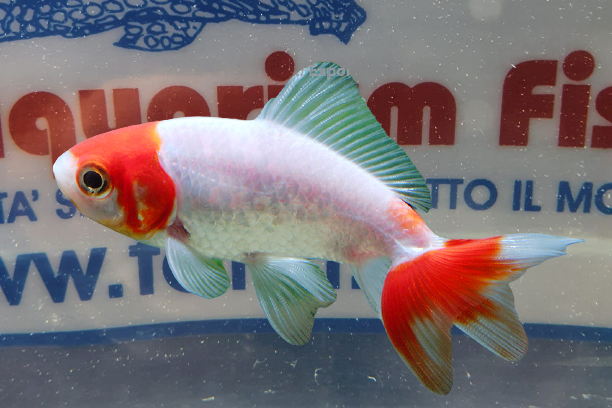 WAKIN-ROCKET-GOLDFISH-7CM