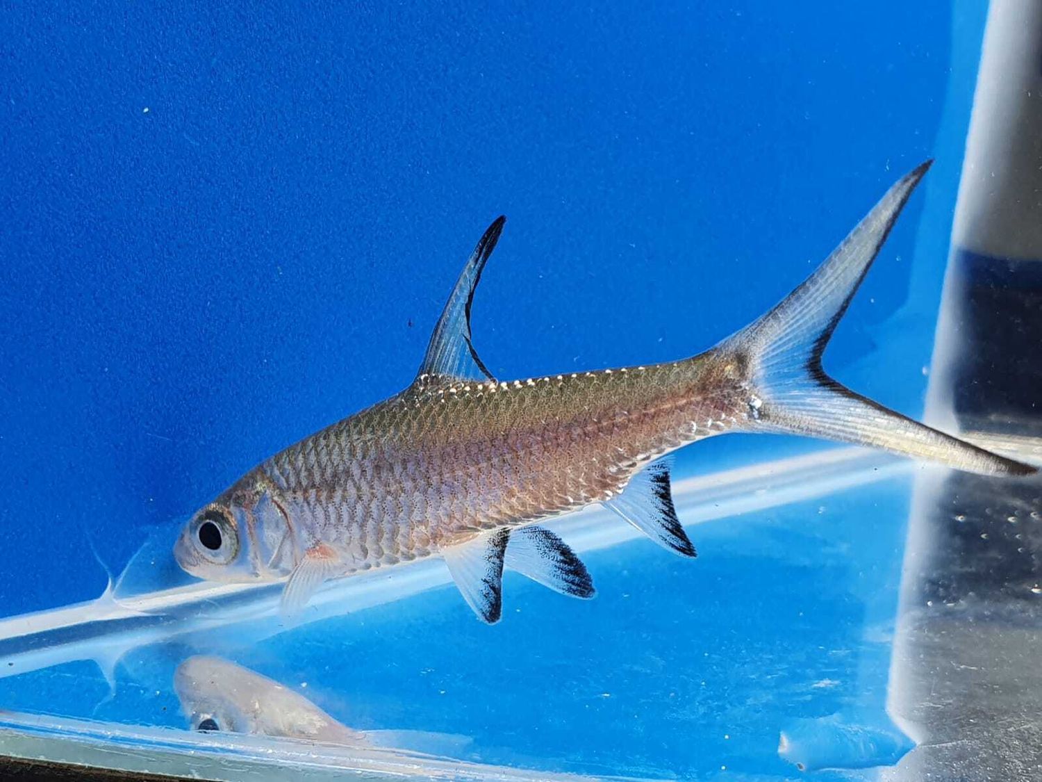 BALANTIOCHEILUS