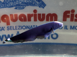 APTERONOTUS ALBIFRONS 7.5CM.