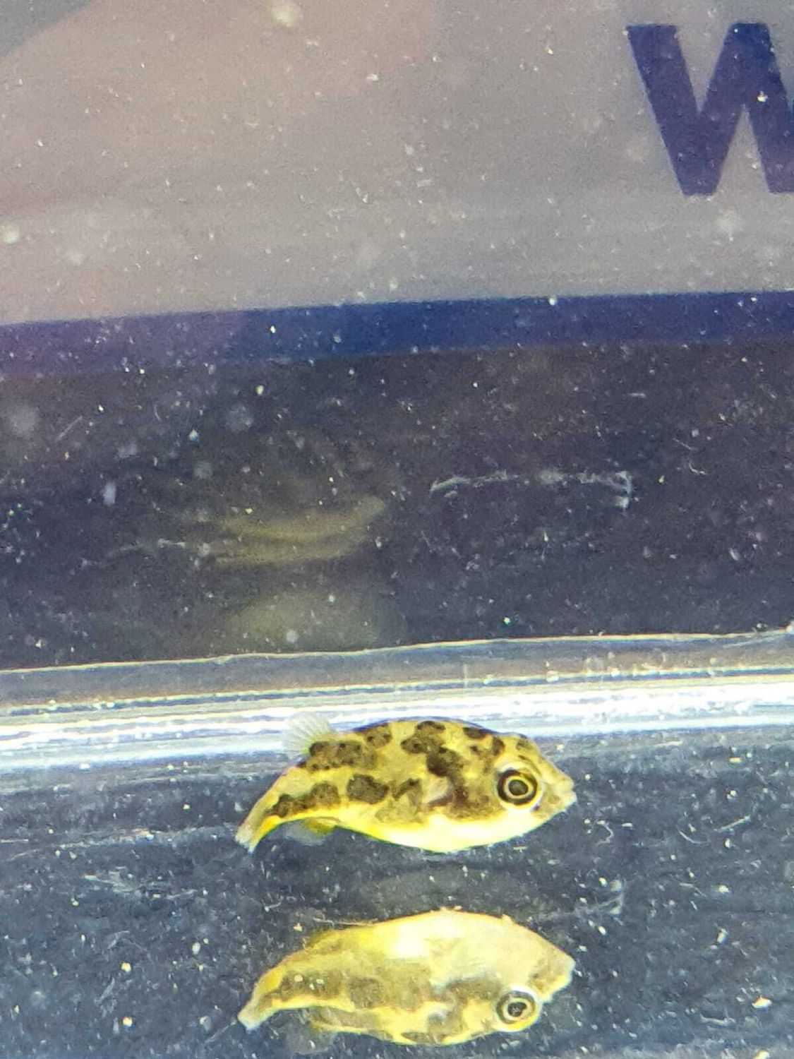 CARINOTETRAODON TRANVACORICUS m pesce palla acqua dolce
