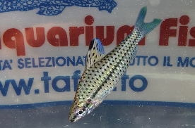 CHILODUS PUNTATUS