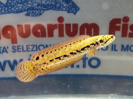 CHANNA BANKANENSIS