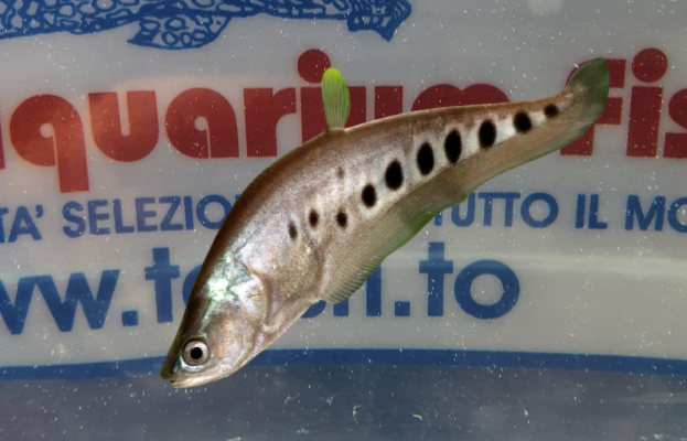 CHITALA CHITALA 7,5CM.