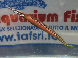 DORICHTYS D. PESCE AGO