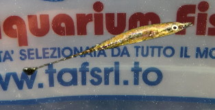 INDOSTOMUS PARADOXUS