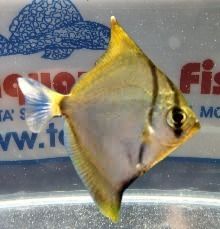 MONODACTYLUS ARGENTEUS