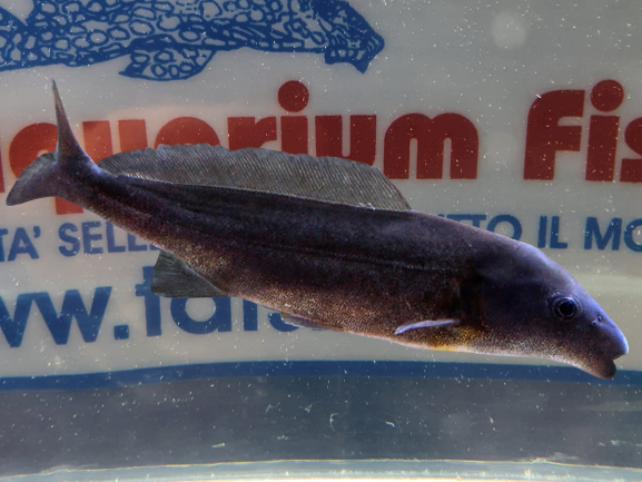 MORMIRUS LONG.PESCE DELFINO S