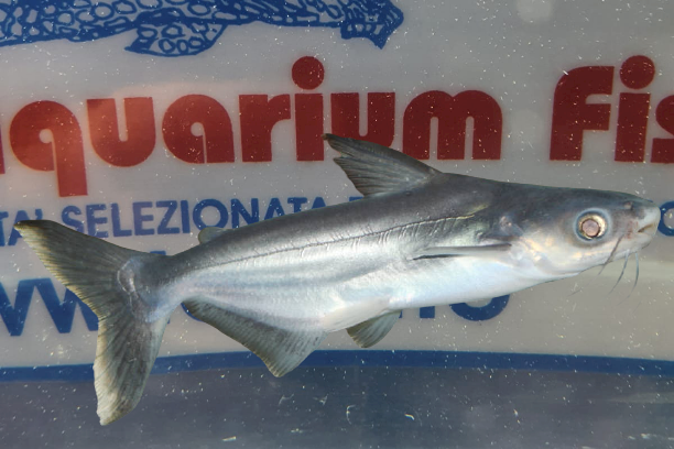 PANGASIUS SANITWONGSEI