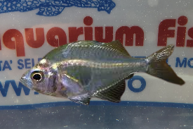 PARAMBASSIS SIAMENSIS