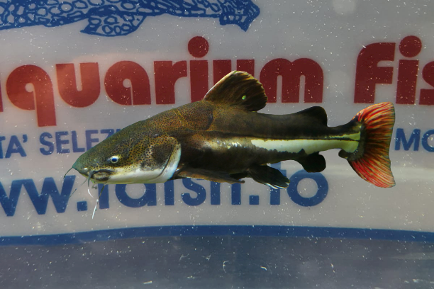 PHRACTOCEPHALUS HEMIOLIOPTERUS 10/12 CM.