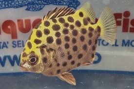 SCATOPHAGUS ARGUS