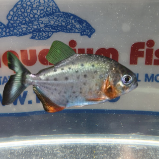 SERRASALMUS NATTERERI   (pirana)