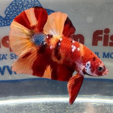 BETTA MASCHIO CANDY NEMO HMPK