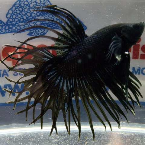 BETTA MASCHIO CROWNTAIL BLACK
