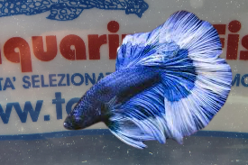 BETTA MASCHIO HALFMOON BLUE BUTTERFLY