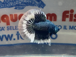 BETTA MASCHIO HALFMOON BLACK BUTTERFLY
