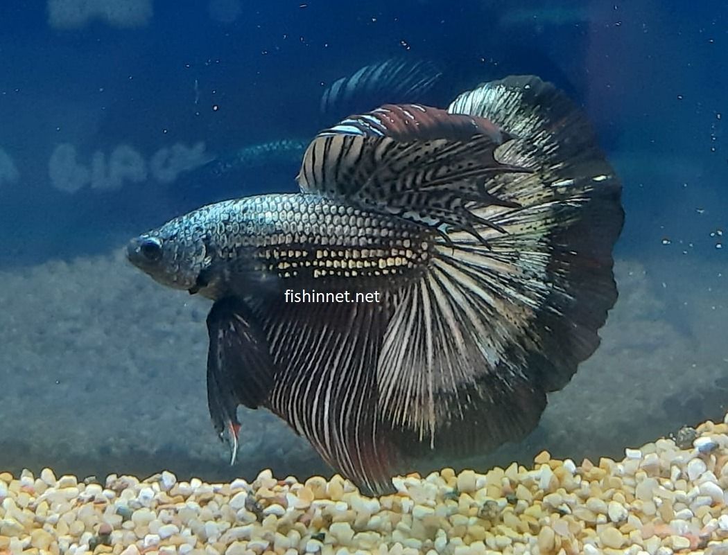 BETTA MASCHIO HALFMOON BLACK