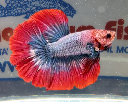 BETTA MASCHIO HALFMOON FRENCH FLAG SHOW