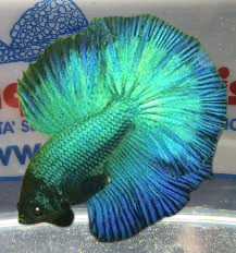 BETTA MASCHIO HALFMOON GREEN BETTA MASCHIO HALFMOON GREEN