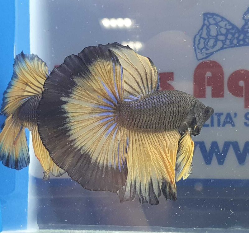 BETTA MASCHIO HALFMOON MUSTARD  SHOW