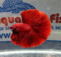 BETTA MASCHIO HALFMOON RED SHOW