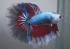 BETTA MASCHIO HALFMOON TRIBAND