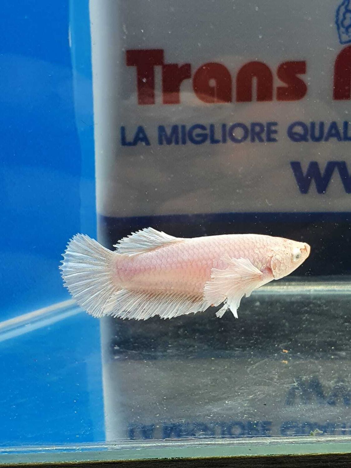 BETTA SPLENDENS FEMMINA DUMBOEAR