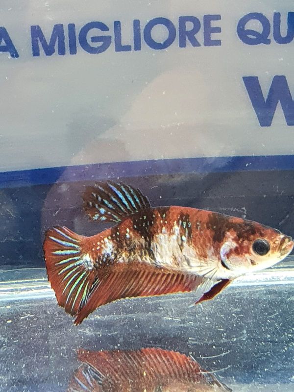 BETTA SPLENDENS FEMMINA HALFMOON KOI