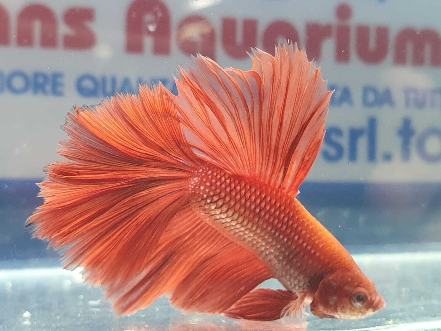 BETTA SPLENDENS MASCHIO HALFMOON  SM - colori assortiti GRADO B