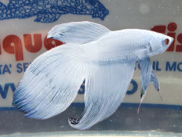 BETTA SPLENDENS MASCHIO WHITE