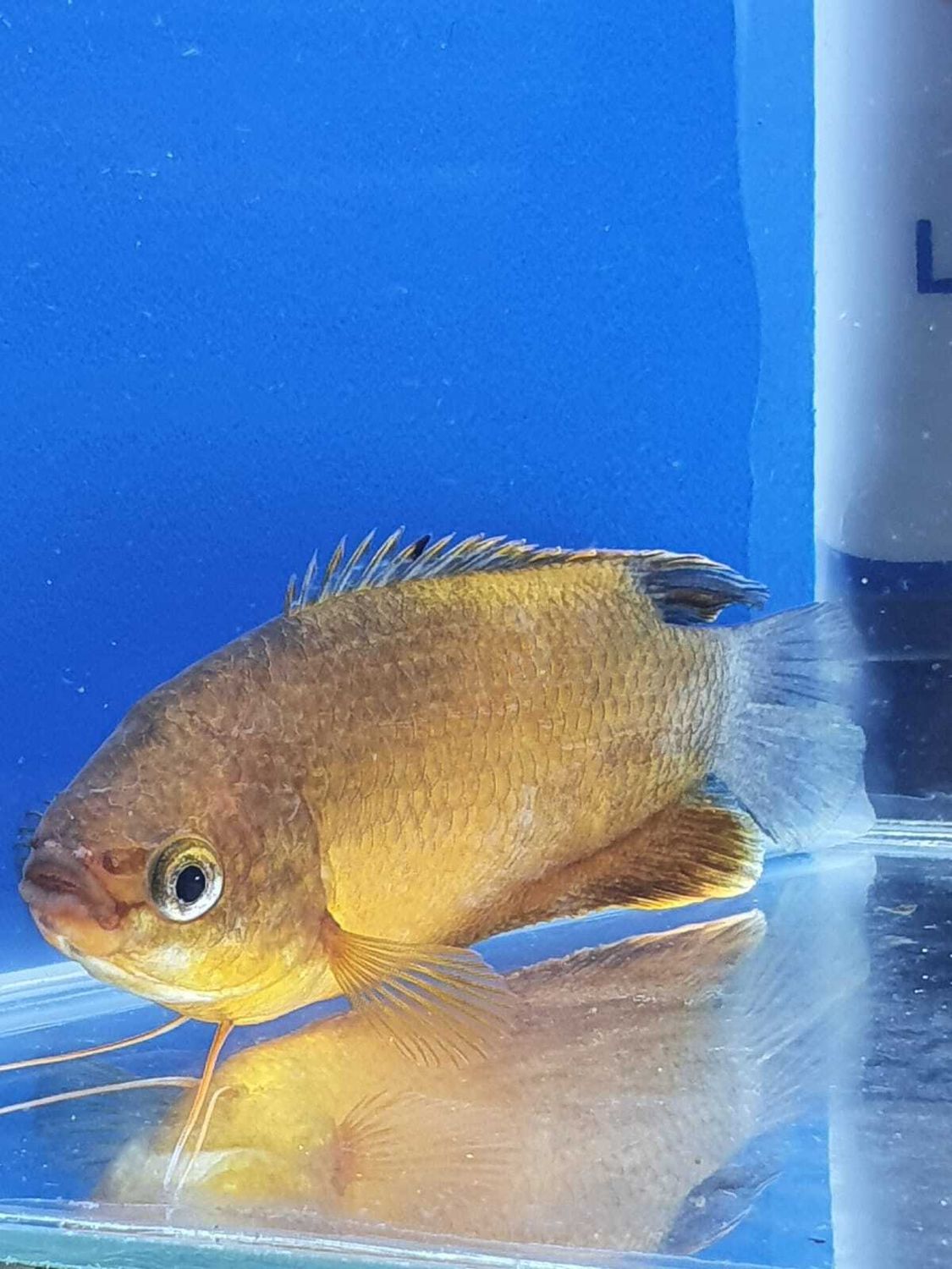 COLISA LABIOSA ORANGE L